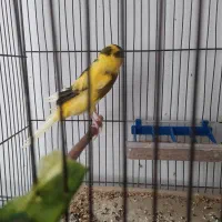 چهار عدد رسمی بلند نر ( خاص)