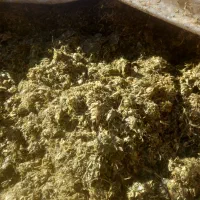 ذرت علوفه ای|عمدهفروشی|زنجانرود, |دیوار