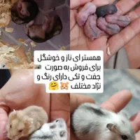 همستر