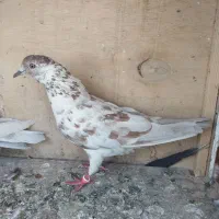 کبوتر ۳ تا ماده