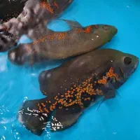 ماهی اسکار و پنکوسی شکاری و پرت