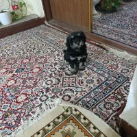 سگ شیتزو پا کوتاه