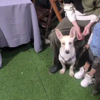 واگذاری رایگان