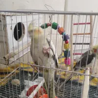 یک جفت عروس هلندی تخمگذار