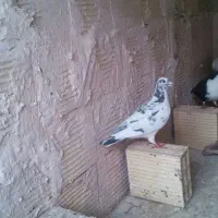 کفترپلاکی