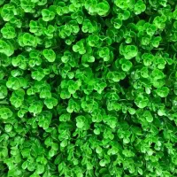 گرین وال مصنوعی