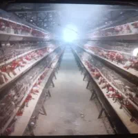 کاگر مرغداری تخمگذار