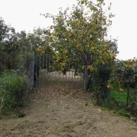 باغ-3137-متری-باسندشش-دانگ