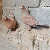 کله ای تاپ|پرنده|اهواز, کیانپارس |دیوار