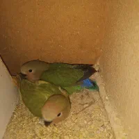 جوجه کوتوله برزیلی