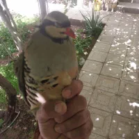 پرنده فروشی