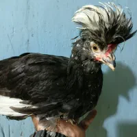 جوجه ۴ماهه