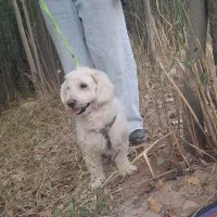 سگ پاپی باهوش