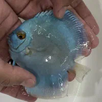 ماهی دیسکس|ماهی|اندیشه, شهرک صدف|دیوار