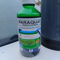 پاراکوات اصلی