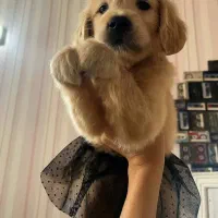 سگ گلدن شاه توله