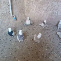 کبوتر طوقی|پرنده|قروه, |دیوار