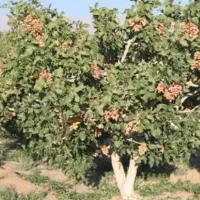 باغ پسته مزرعه شاهمار