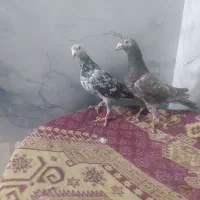 کبوتر کفتر|پرنده|تربت جام, کشتارگاه|دیوار