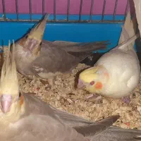 جوجه عروس هلندی رام ودستی|پرنده|کرج, شهرک بنفشه|دیوار