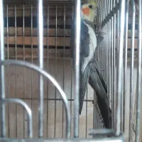 پرنده مرع عروس