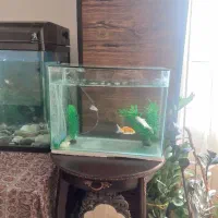 آکواریوم|ماهی|الوند, |دیوار