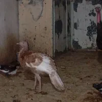بوقلمون
