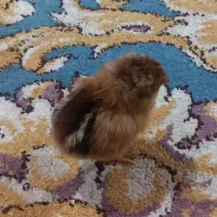 فروش جوجه محلی