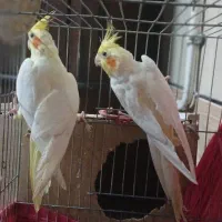 جفت عروس بالق|پرنده|سیرجان, |دیوار