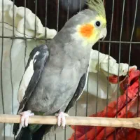 عروس پاریس هلندی نر مست اماده