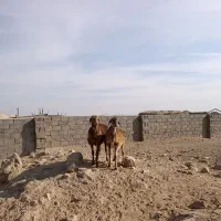 بره چینی|حیوانات مزرعه|زیرکوه, |دیوار