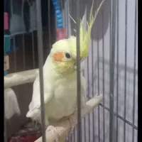 طوطی عروهلندی|پرنده|الوند, |دیوار