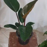 گلهای زیبا|گل و گیاه طبیعی|بجنورد, |دیوار