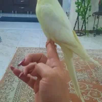 عروس هلندی نژاد درشت وکشیده