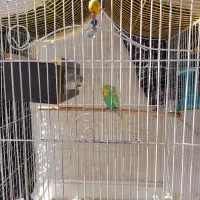 مرغ عشق پروانه ای با اصالت