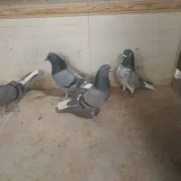 کبوتر مایه پرش سنگین|پرنده|تهران, آرژانتین|دیوار