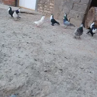 نرماده ریش سیاواکسی|پرنده|هامون, |دیوار