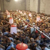 جوجه مرغ جهادی بوقلمون برنز بیوتی گوشتی (خواجه)|حیوانات مزرعه|زابل, |دیوار