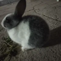 واگذاری بچه خرگوش|موش و خرگوش|لامرد, |دیوار