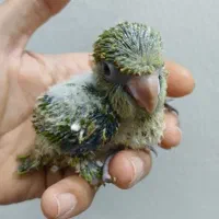 جوجه  طوطی سرلاکی راهب سبز کواکر