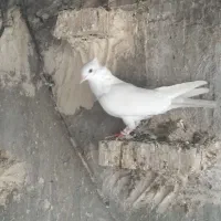 سه تاکبوترگرفتنی نردوری|پرنده|اهواز, بهارستان|دیوار