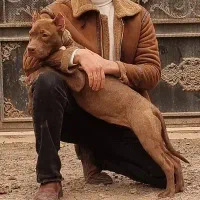 سگ پیت بول حرفه ای|سگ|بم, |دیوار