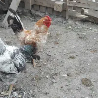 خروس|حیوانات مزرعه|مشهد, چاهشک|دیوار