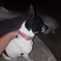 توله سگ پاکوتاه نژاد شیواوا|سگ|کرمانشاه, |دیوار