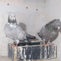 کبوتر نواری