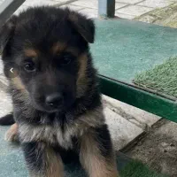 واگذاری رایگان ژرمن