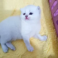 برتیش سیلور وبرتیش گلد
