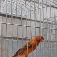 قناری نقره ای|پرنده|شیراز, شیشه‌گری|دیوار