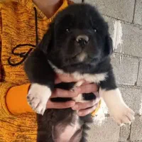 واگذاری توله سگ قدرجونی|سگ|اصفهان, قهاب جنوبی|دیوار