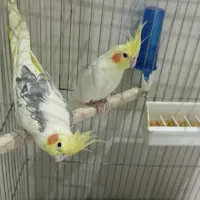 دو عروس هلندی نر و ماده